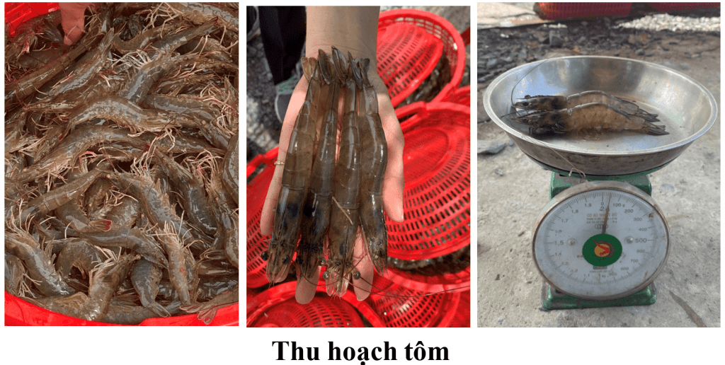 thu hoạch tôm sau khi trị bệnh phân trắng có yếu tố vi bào tử trùng