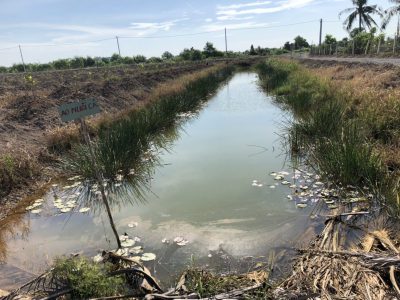 SOLVING THE PROBLEM OF ACID SULFATE SOIL IN THE SHRIMP PONDS