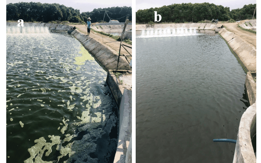 Hiệu quả của Procozoll trong việc xử lý tảo độc