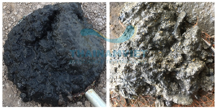 Picture of pond bottom mud before and after treatment (Left: No microorganisms; Right: After using microorganisms)