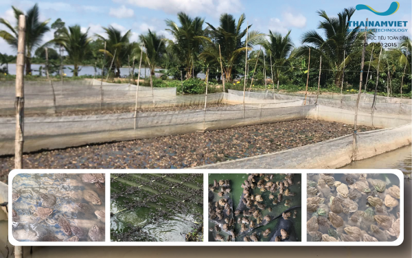 MICROBIOLOGY APPLICATIONS IN FROG FARMING | THÁI NAM VIỆT