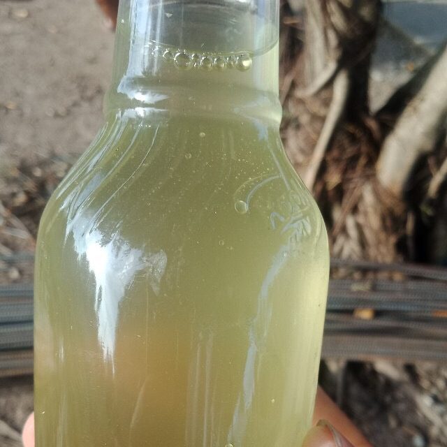 Nước ao bị tảo xanh trước khi dùng WD 103 trong 2 ngày