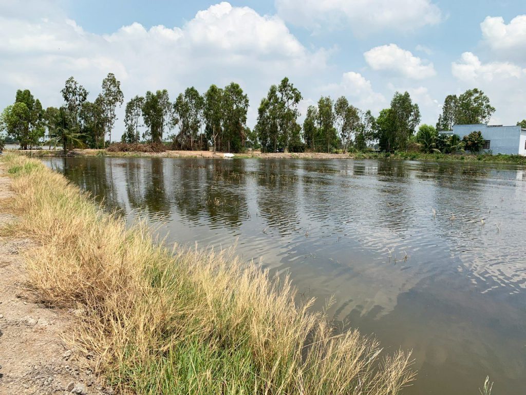 TOP 5 BỘ SẢN PHẨM VI SINH CẦN CHUẨN BỊ ĐỂ "VỀ ĐÍCH" THÀNH CÔNG CHO VỤ NUÔI TÔM 4 Ao đã xử lý phèn thành công kết hợp sản phẩm Aqualum Conc từ Thái Nam Việt