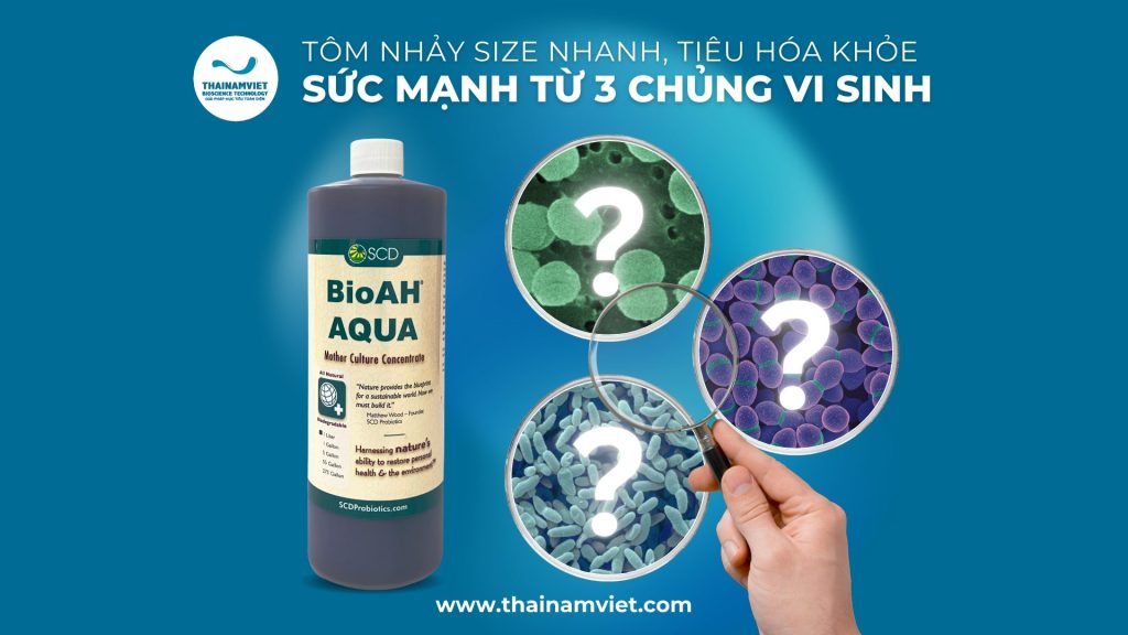 3 CHỦNG VI SINH ỨNG DỤNG HIỆU QUẢ TRONG THỨC ĂN BỔ SUNG CHO ĐỘNG VẬT THỦY SẢN 1 3
