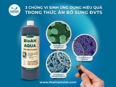 Thái Nam Việt - Trang chủ 12 Vi sinh thủy sản Enterococcus, Pediococcus, Acetobater và BioAH Aqua