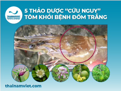 Thái Nam Việt - Trang chủ 12 5 THẢO DƯỢC CỨU TÔM KHỎI BỆNH ĐỐM TRẮNG