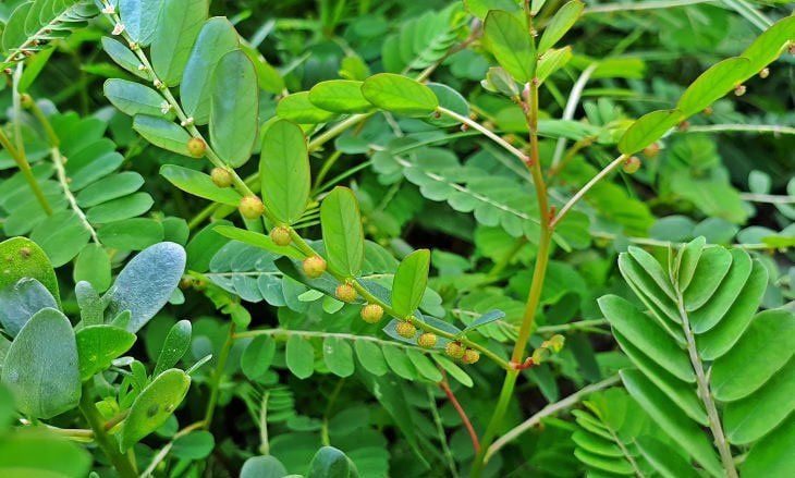 5 THẢO DƯỢC DÂN GIAN "CỨU NGUY" TÔM BỆNH ĐỐM TRẮNG 2 image 2