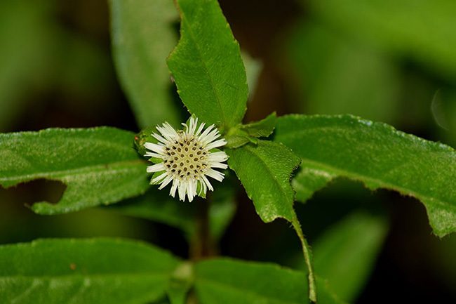 5 THẢO DƯỢC DÂN GIAN "CỨU NGUY" TÔM BỆNH ĐỐM TRẮNG 3 image 5