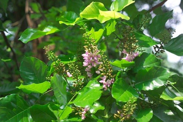 5 THẢO DƯỢC DÂN GIAN "CỨU NGUY" TÔM BỆNH ĐỐM TRẮNG 4 image 6