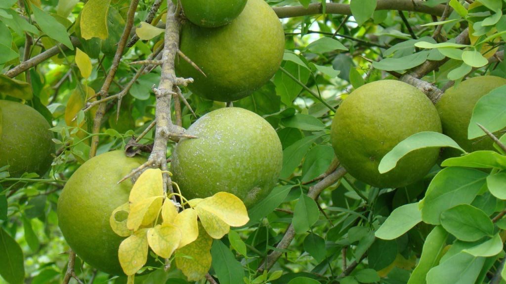 5 THẢO DƯỢC DÂN GIAN "CỨU NGUY" TÔM BỆNH ĐỐM TRẮNG 5 image 8