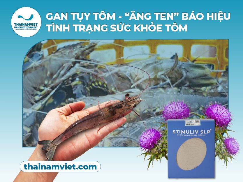 Gan tôm-Stimuliv SLP-thumbnail-400x300