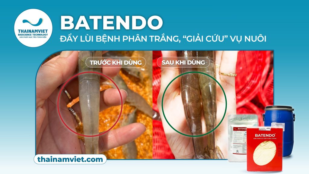 FB Webpost Banner Batendo 02 T6 Post 2 Web Banner Anh dau bai viet