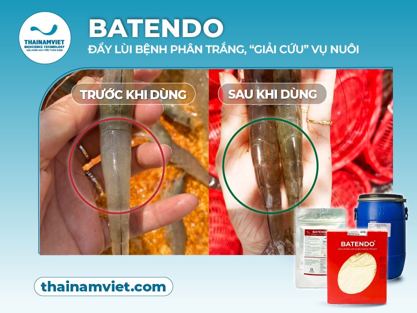 Batendo - đẩy lùi bệnh phân trắng P2