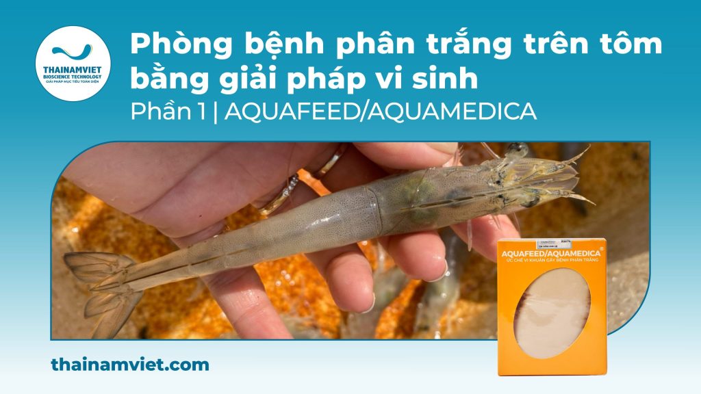 Phòng bệnh phân trắng trên tôm hiệu quả bằng giải pháp vi sinh | Phần 1 - Aquafeed/Aquamedica 1 Webpost AquafeedAquamedica 110725 T6 Post 3 Web Banner Anh dau bai viet