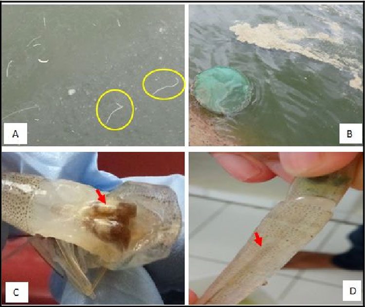 Phòng bệnh phân trắng trên tôm hiệu quả bằng giải pháp vi sinh | Phần 1 - Aquafeed/Aquamedica 2 Dấu hiệu bệnh phân trắng trên tôm