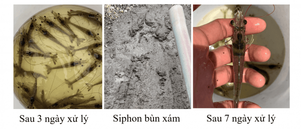 Phòng bệnh phân trắng trên tôm hiệu quả bằng giải pháp vi sinh | Phần 1 - Aquafeed/Aquamedica 5 image 1