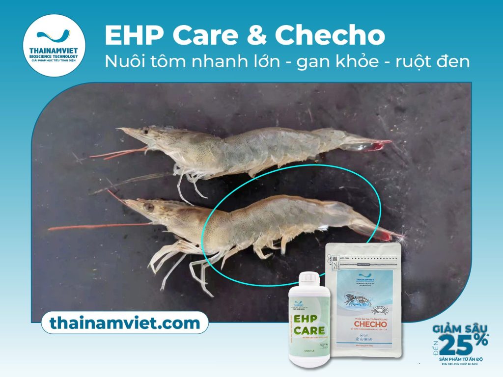 Nuôi tôm nhanh lớn - gan khỏe - ruột đen với EHP Care & Checho 