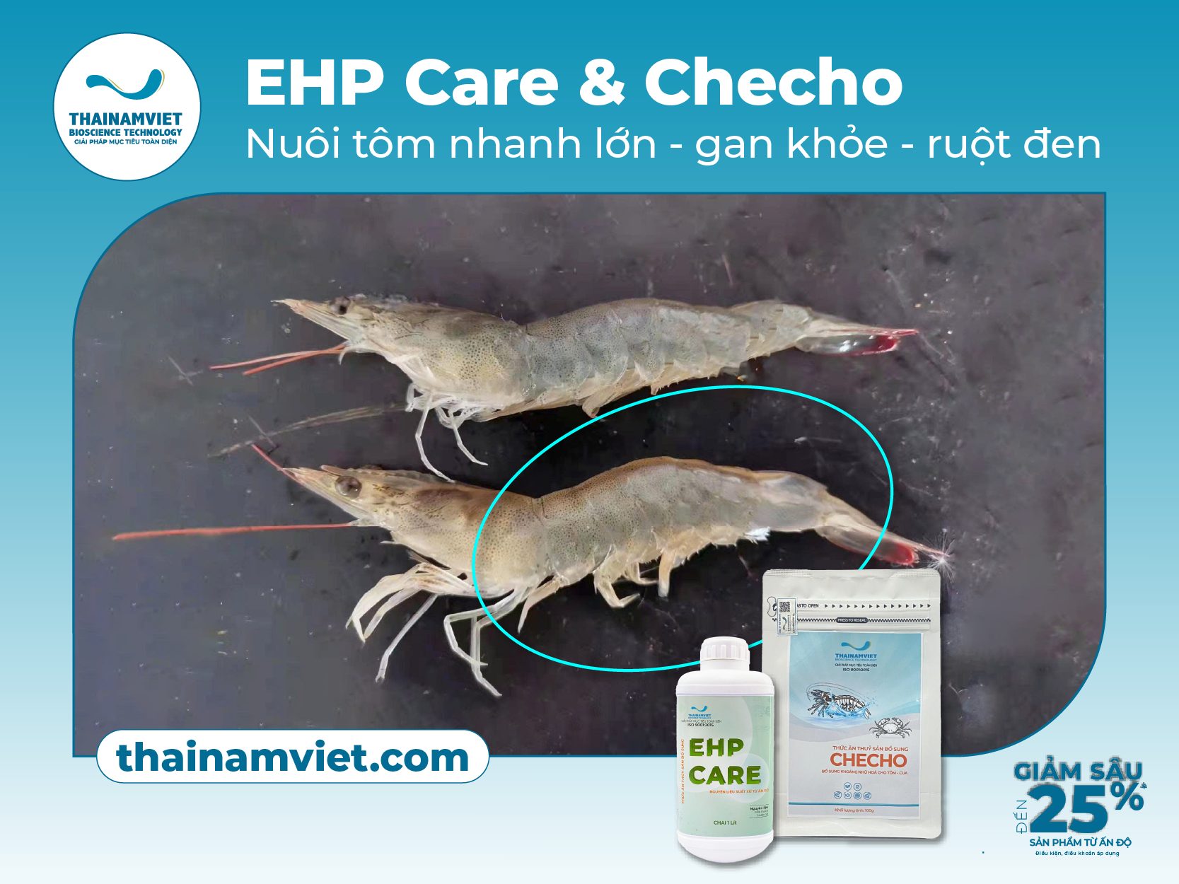 Nuôi tôm nhanh lớn - gan khỏe - ruột đen với EHP Care & Checho 