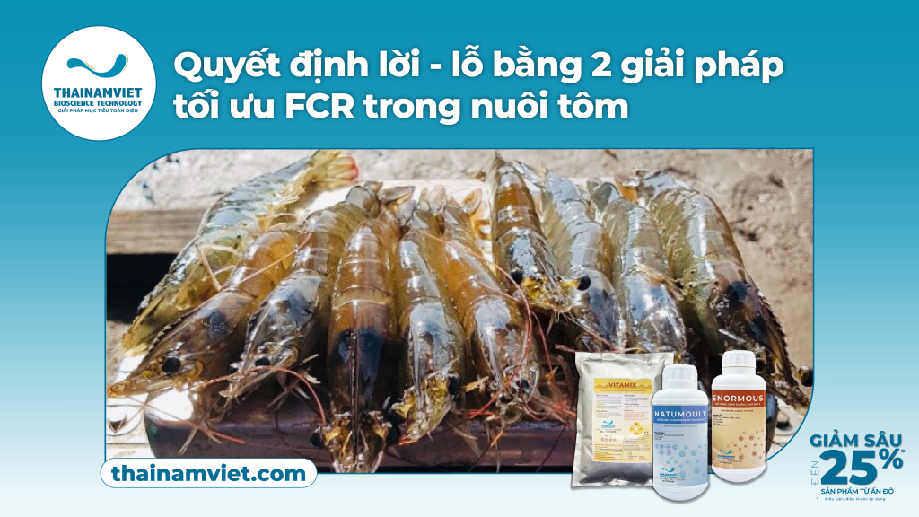 Quyết định lời - lỗ bằng 2 giải pháp tối ưu FCR khi nuôi tôm 1 Tối ưu FCR bằng Bộ ba dinh dưỡng Ấn Độ