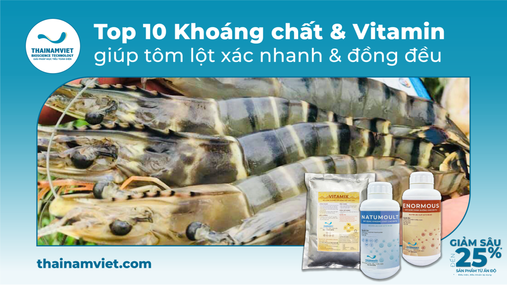 10 Khoáng chất & Vitamin hỗ trợ tôm lột xác