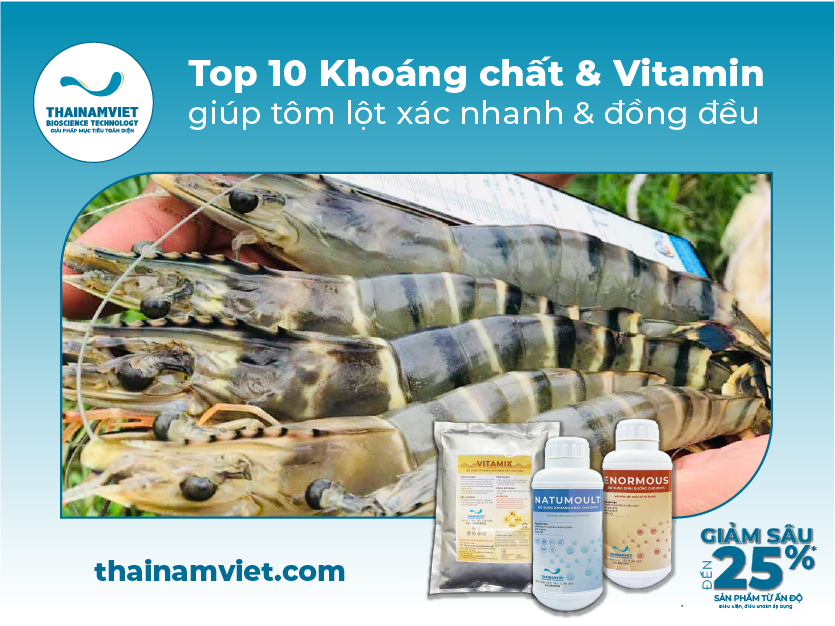 10 Khoáng chất & Vitamin hỗ trợ tôm lột xác