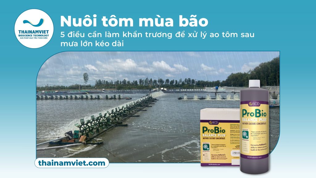 Xử lý ao tôm mùa mưa cùng SCD Probio Balance Plus