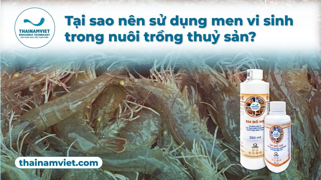Tại sao nên sử dụng men vi sinh trong nuôi trồng thủy sản? 1 FB P3 T10 T6 Post 5 Web Banner Anh dau bai viet 27