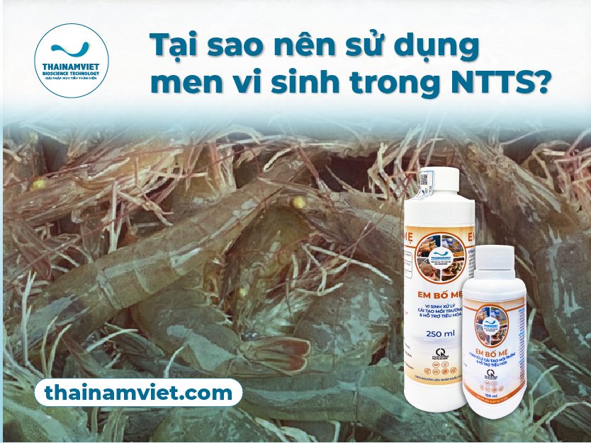 Tại sao sử dụng men vi sinh? Men vi sinh SCD Probio Balance Plus 250ml & 100ml
