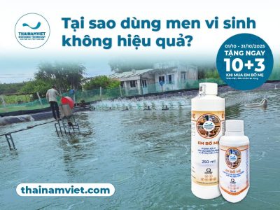Thái Nam Việt - Trang chủ 13 FB T10 Post6 1 T6 Post 4 Web Thumbnail Preview 400x300 34