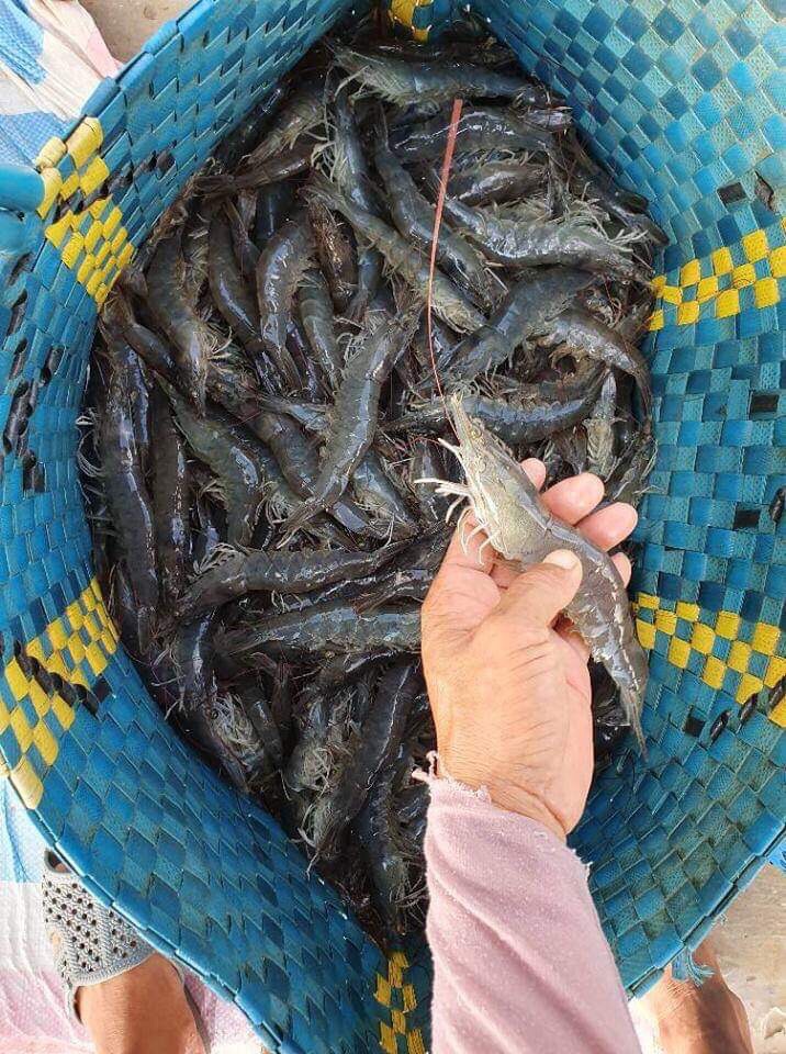 NUÔI NHÀN, BÁN CAO - BẮT ĐẦU HÀNH TRÌNH NUÔI TÔM GIÁ TRỊ CAO TRONG NĂM 2026 2 IMG 2823