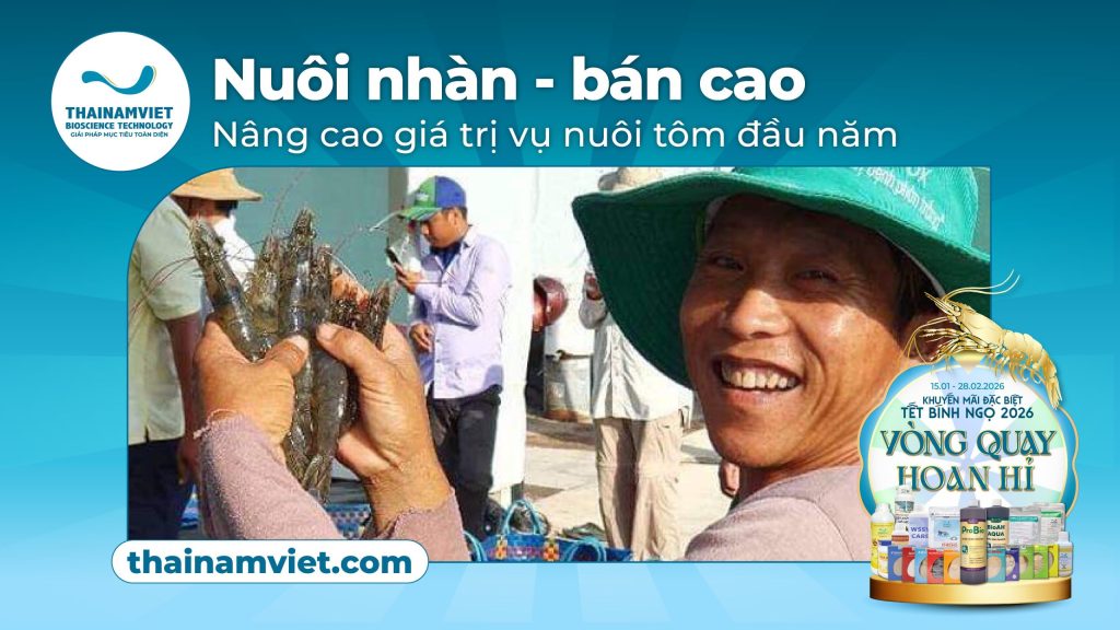 NUÔI NHÀN, BÁN CAO - BẮT ĐẦU HÀNH TRÌNH NUÔI TÔM GIÁ TRỊ CAO TRONG NĂM 2026 1 T1 Post 1 T6 Post 5 Web Banner Anh dau bai viet 12 1