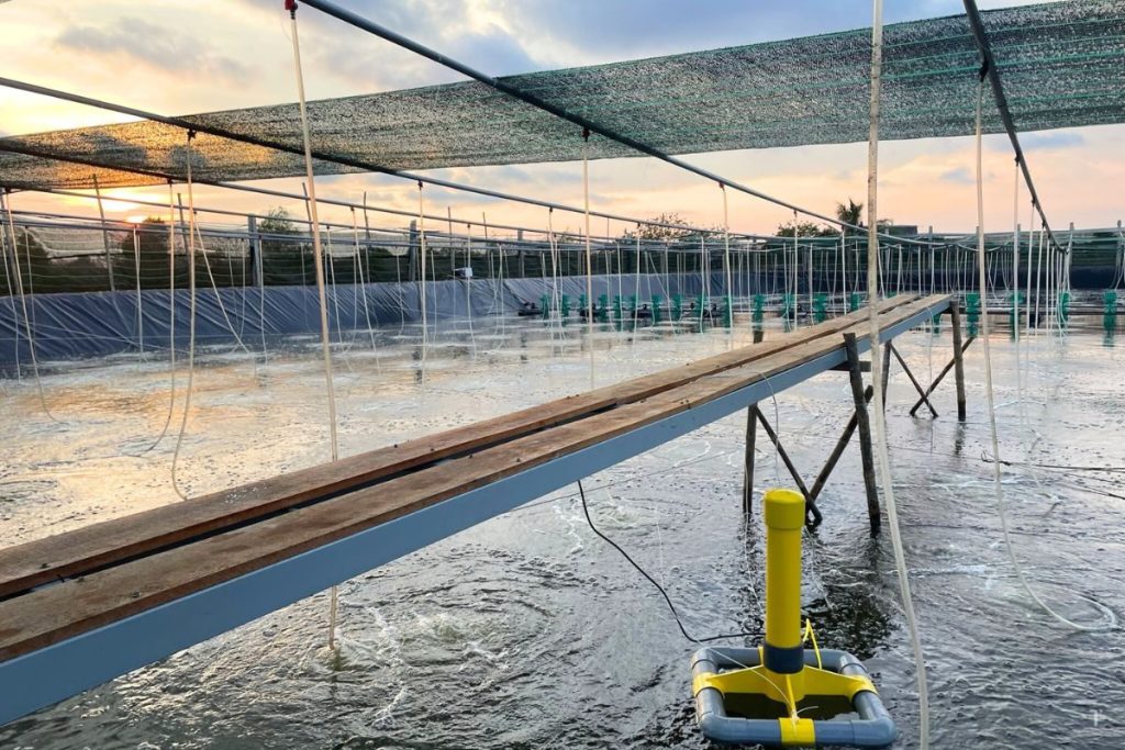 NUÔI NHÀN, BÁN CAO - BẮT ĐẦU HÀNH TRÌNH NUÔI TÔM GIÁ TRỊ CAO TRONG NĂM 2026 3 image