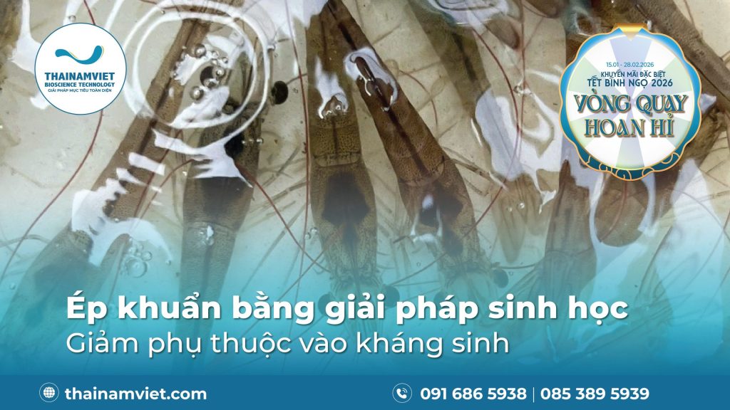 Ép Khuẩn Vibrio Bằng Vi Sinh - Giảm Phụ Thuộc Vào Kháng Sinh 