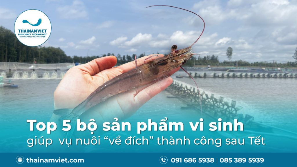 TOP 5 BỘ SẢN PHẨM VI SINH CẦN CHUẨN BỊ ĐỂ "VỀ ĐÍCH" THÀNH CÔNG CHO VỤ NUÔI TÔM 1 Top 5 vi sinh để về đích thành công cho vụ nuôi tôm