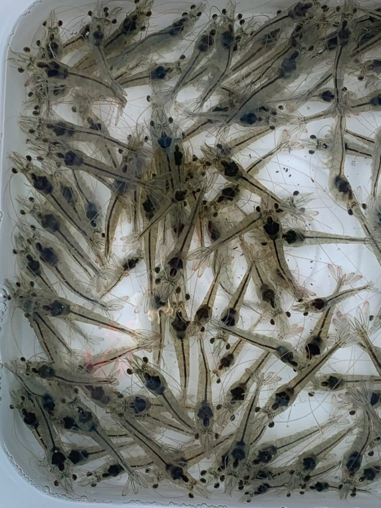 Chọn tôm giống khỏe, có xuất xứ cho vụ nuôi tôm mới