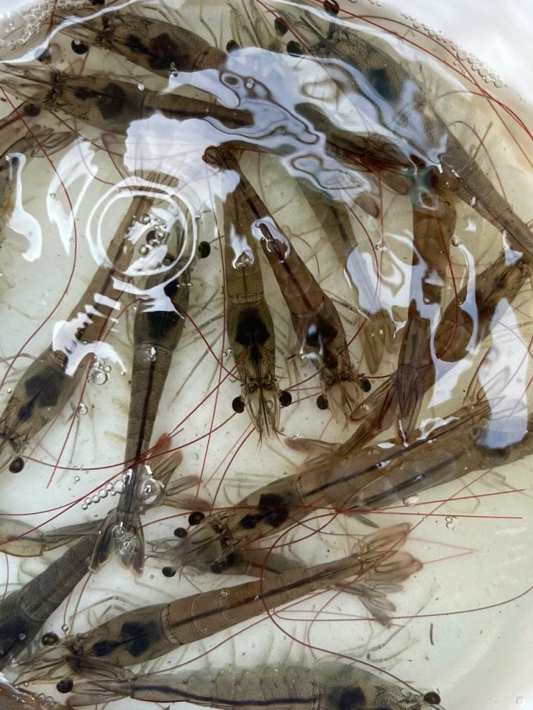 TOP 5 BỘ SẢN PHẨM VI SINH CẦN CHUẨN BỊ ĐỂ "VỀ ĐÍCH" THÀNH CÔNG CHO VỤ NUÔI TÔM 11 z7483808619427 3668ff24e811ca02d03200a1edebaf18