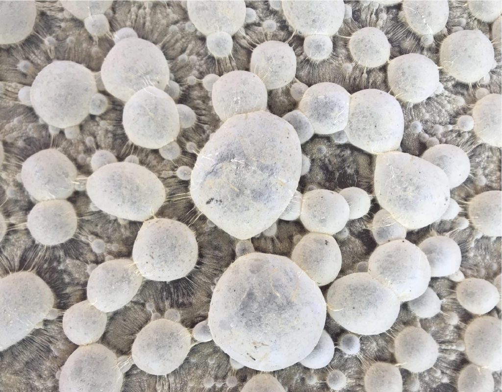 Ứng dụng EM Bố Mẹ trong nuôi tôm | SCD Probio & BioAH Aqua 5 2