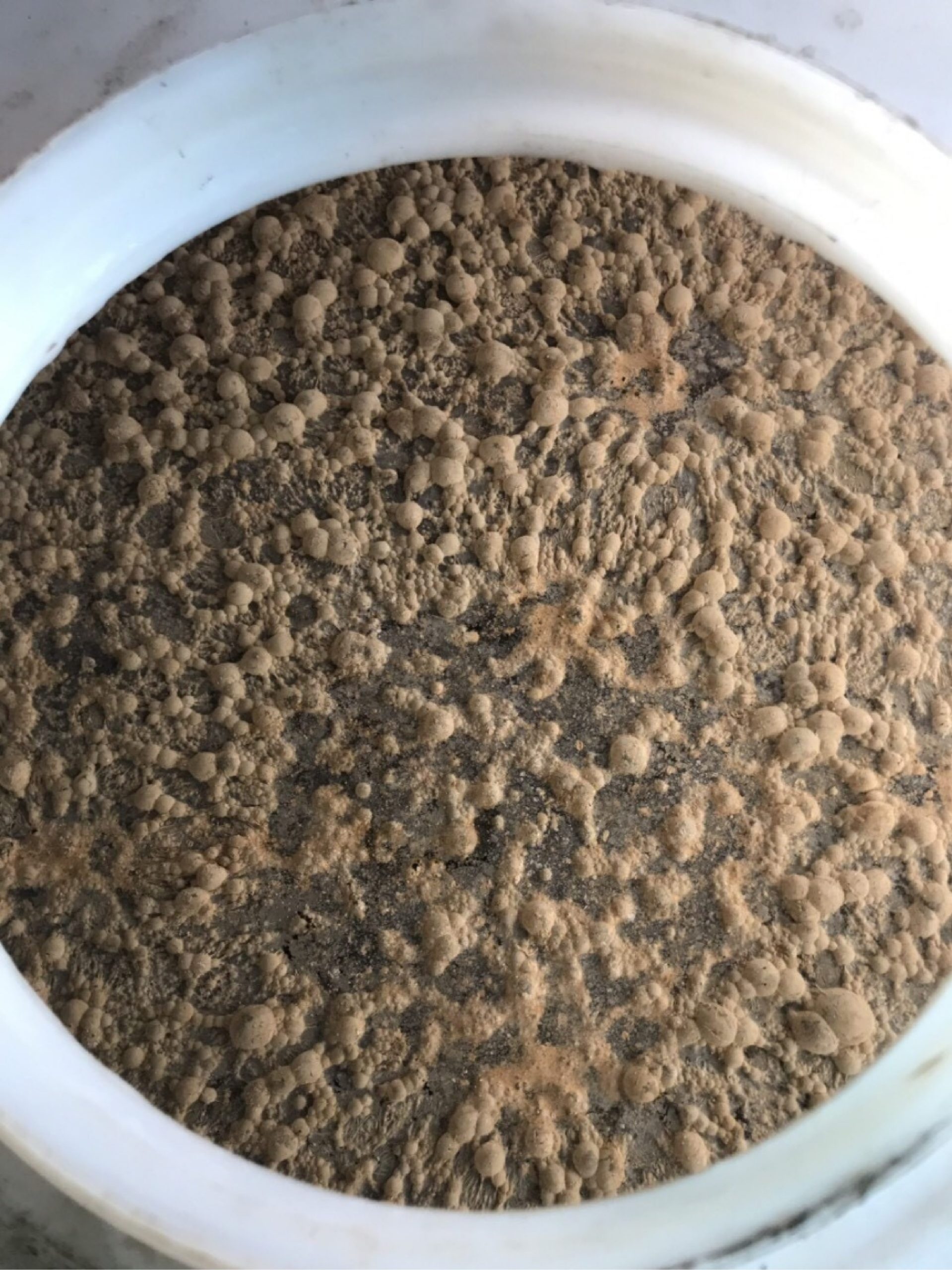 Ứng dụng EM Bố Mẹ trong nuôi tôm | SCD Probio & BioAH Aqua 4 scd kích hoạt-01