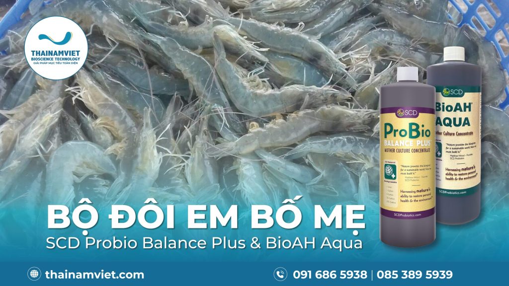 Ứng dụng EM Bố Mẹ trong nuôi tôm | SCD Probio & BioAH Aqua 