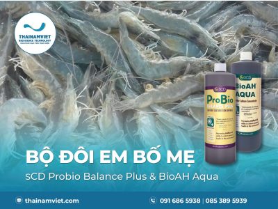 Ứng dụng EM Bố Mẹ trong nuôi tôm | SCD Probio & BioAH Aqua 