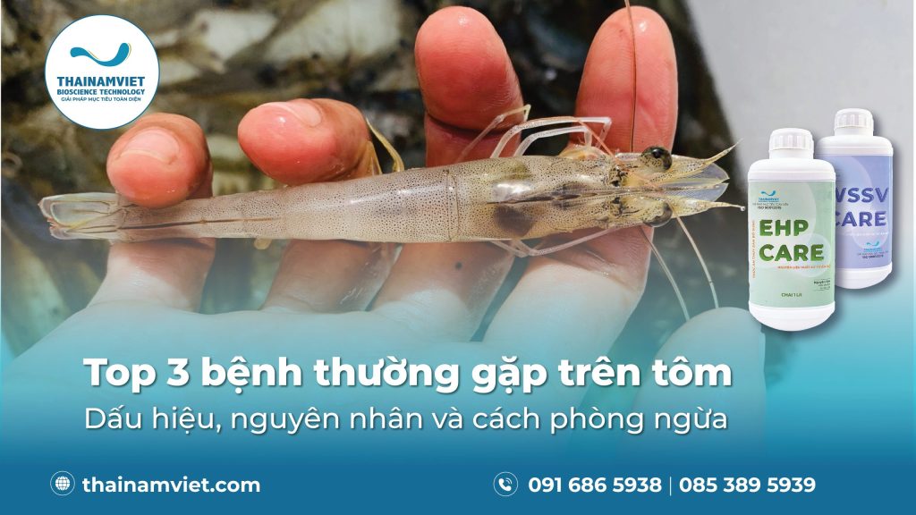TOP 3 BỆNH THƯỜNG GẶP KHI NUÔI TÔM - GIẢI PHÁP PHÒNG NGỪA VÀ PHỤC HỒI NĂNG SUẤT 1 Một số bệnh thường gặp khi nuôi tôm