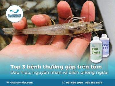 TOP 3 BỆNH TRÊN TÔM - ĐỐM TRẮNG, PHÂN TRẮNG, EHP