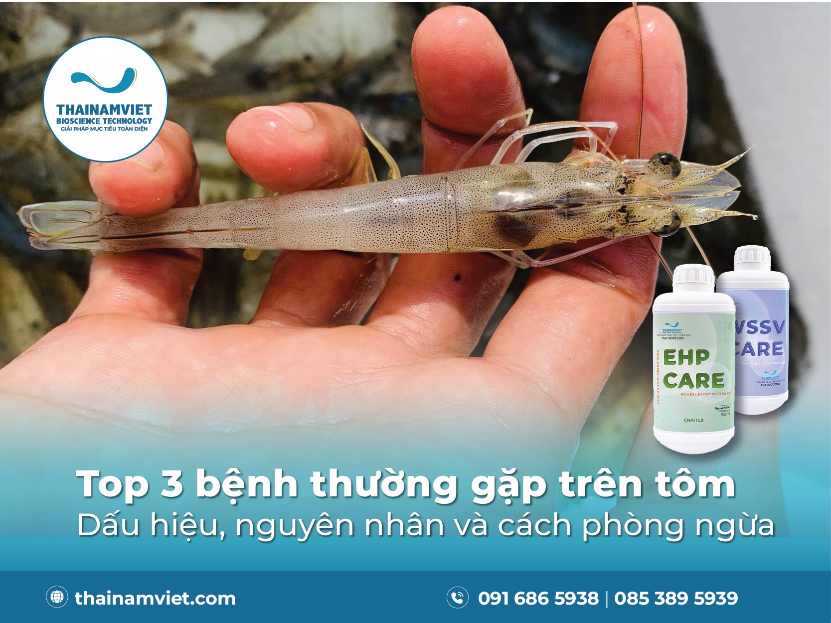 TOP 3 BỆNH TRÊN TÔM - ĐỐM TRẮNG, PHÂN TRẮNG, EHP