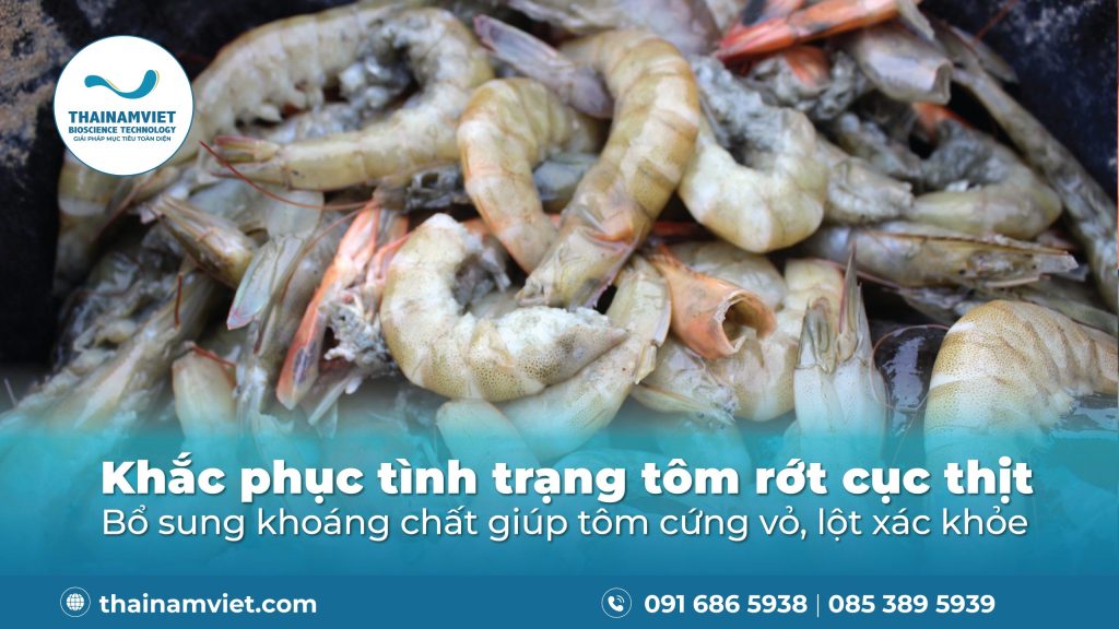 TÔM RỚT CỤC THỊT - GIẢI THÍCH, NGUYÊN NHÂN VÀ CÁCH PHÒNG CHỐNG 1 Tôm rớt cục thịt - Post Banner