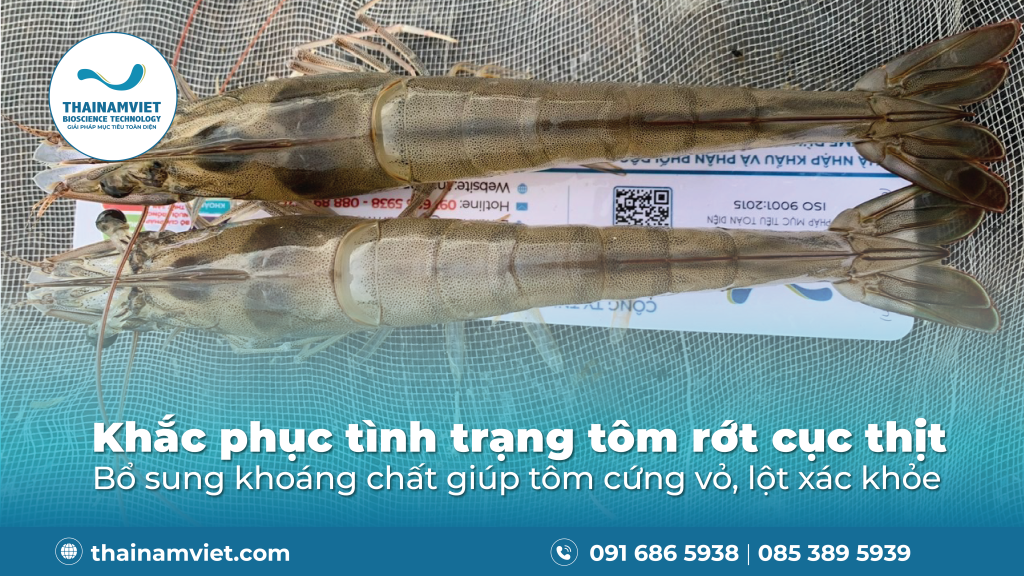 FB Zalo posts T3.26 Recovered Post Banner Anh dau bai viet 10