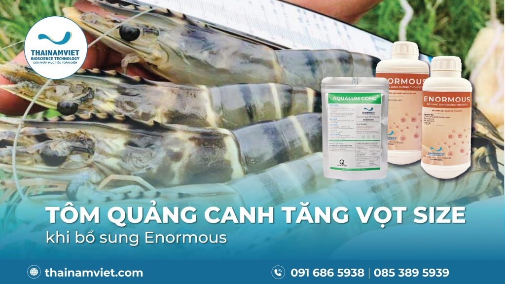 NUÔI TÔM QUẢNG CANH SIZE TO NHẢY VỌT | 30 - 50 CON/KG 1 NUÔI TÔM QUẢNG CANH SIZE TO NHẢY VỌT | 30 - 50 CON/KG