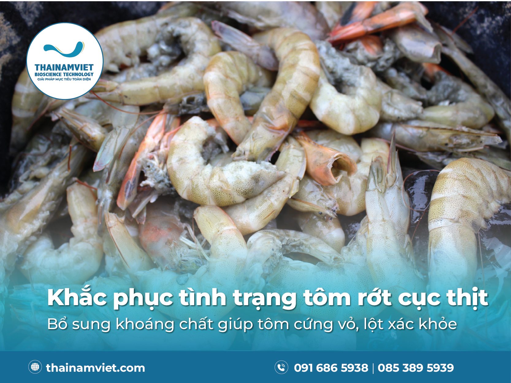 Tôm rớt cục thịt - Thumbnail