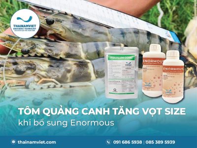 NUÔI TÔM QUẢNG CANH SIZE TO NHẢY VỌT | 30 - 50 CON/KG