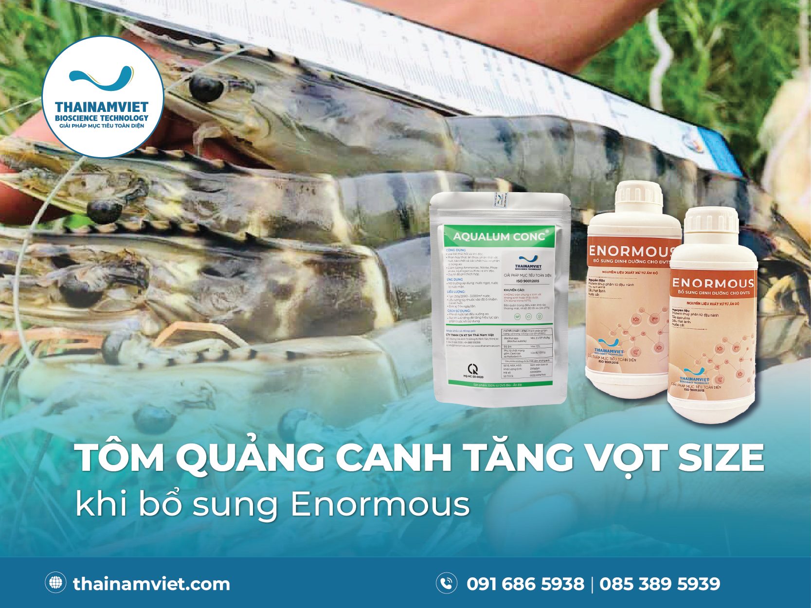 NUÔI TÔM QUẢNG CANH SIZE TO NHẢY VỌT | 30 - 50 CON/KG
