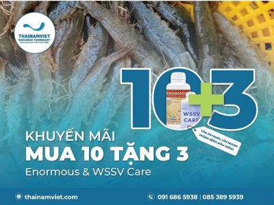 MUA 10 TẶNG 3 - ENORMOUS & WSSV CARE